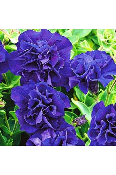 TohumBul Tumbelina Belinda Kokulu Katmerli Sarkıcı Petunya Çiçeği Fidesi (1 F...