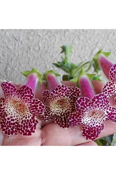 TohumBul Koleksiyonluk Maja Kohleria Japon Küpelisi Çiçeği Fidesi (Mini Potta)