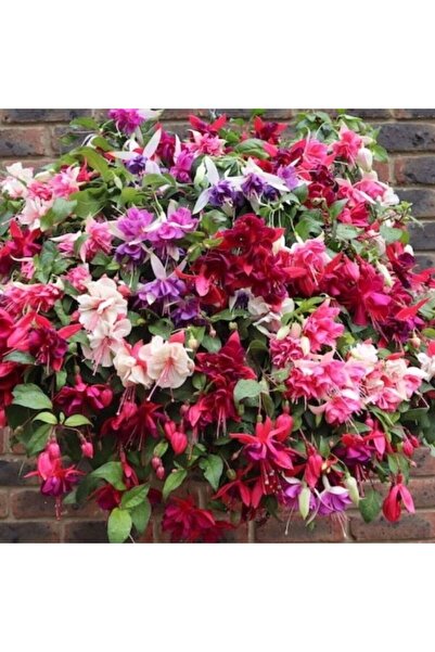 TohumBul Sarkıcı XXL Çiçekli Fuchusia Karışık Küpeli Küpe Çiçeği Fidesi (20 F...