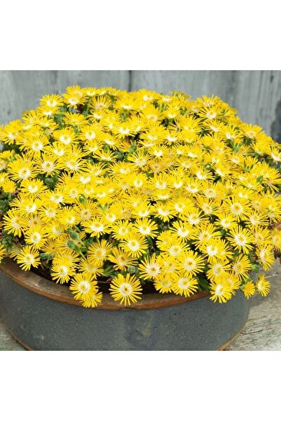 TohumBul Yayılıcı Sarkıcı Delasporma Yellow Buz Çiçeği Fidesi (2 Fide)