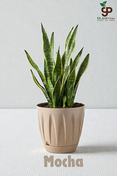 sıla peyzaj ve çiçekçilik Papatya Saksı 12 lt Parlak Plastik - Kendinden Taba...