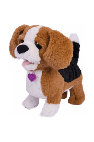 Noriel Štěně bígla Zigo