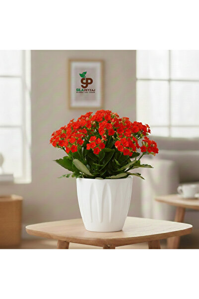 sıla peyzaj ve çiçekçilik Papatya Saksı 3 LT - Parlak Plastik - Kendinden Tab...