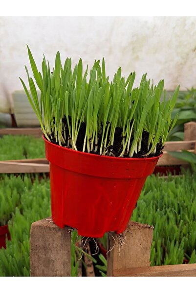 Nura Botanik Saksıda Yetişmiş Kedi Otu – Taze Filizli Kedi Çimi