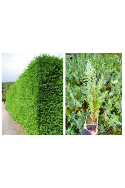 Tunç Botanik YEŞİL MAZI 5 ADET / 30-50 cm ÇİT BİTKİSİ ( Thuja Orientalis )