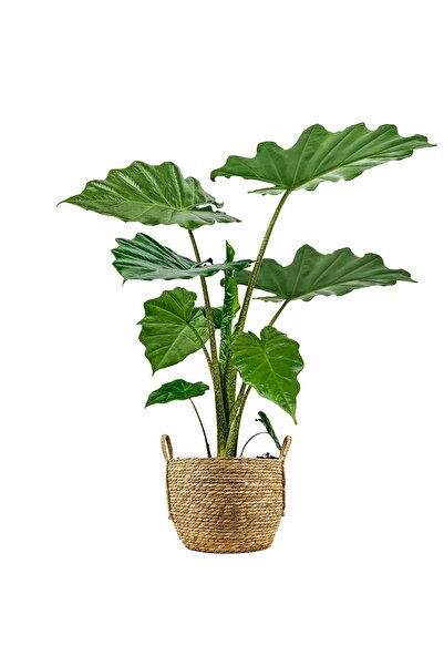 Fidanburada Fil Kulağı (Alocasia) Boho Hasır Saksılı