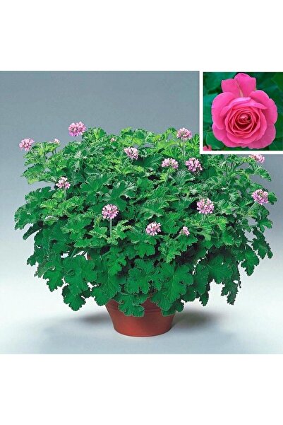 EvveBahce Gül Kokulu Sivrisinek Kovucu Grandeur Odorato Rose Sardunya Fidesi(...