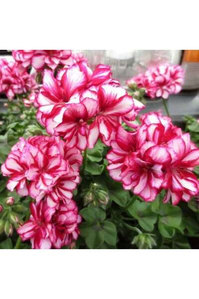 TohumBul Ender Bitki Katmerli Sarkan Grandeur İvy Arctic Rose Sakız Sardunya ...