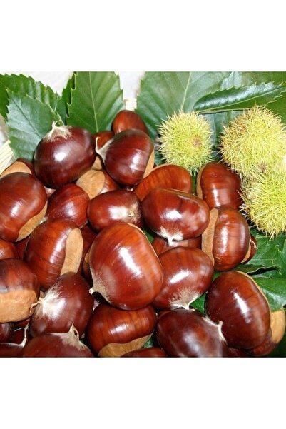 ASES 5 YAŞ SAKSIDA AŞILI HACIÖMER KESTANE FİDANI BOY 170-200 CM