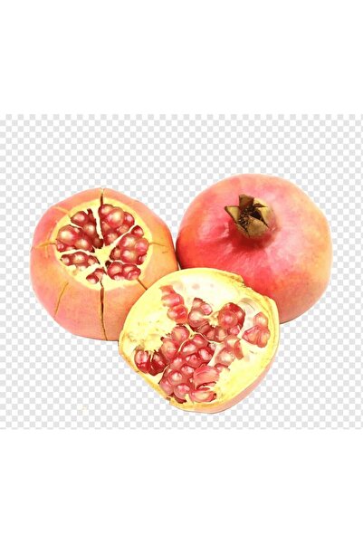 ASES 5 YAŞ SAKSIDA MEYVE VEREN TATLI (ŞEKER) NAR FİDANI BOY 150-200 CM