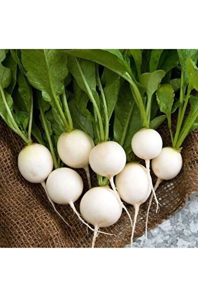 Sümer Tohum 50 Adet Yerli Doğal Beyaz Turp Tohumu