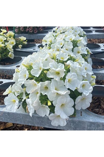 AnamurNaturel İri Çiçekli Sarkıcı Sarkan Fortado White Petunya Çiçeği Fidesi ...