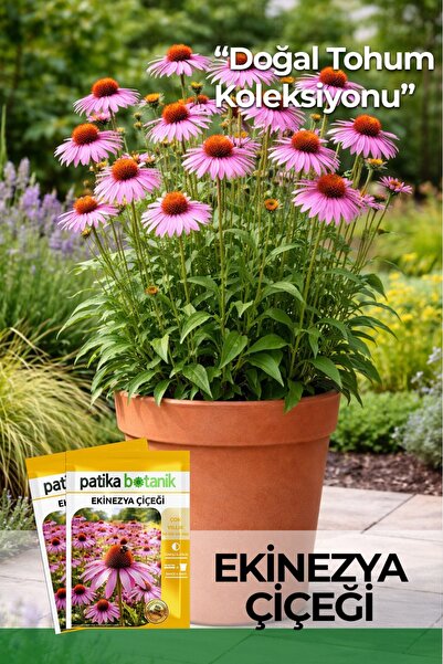 Patika Botanik 50 Adet Ekinezya Çiçek Tohumu (Echinacea Purpurea(Coneflower))
