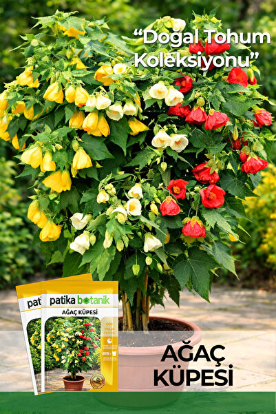 Patika Botanik 30 Adet Ağaç Küpesi Çiçek Tohumu (Abutilon Hybridum)