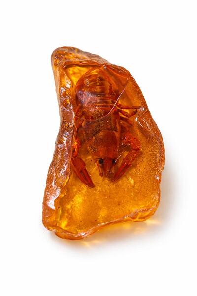 KEHRİADANA TESBİHCİLİK KEHRİADANA KEHRİBAR ISTAKOZ FOSİLİ DEKORATİF DOĞAL KEH...