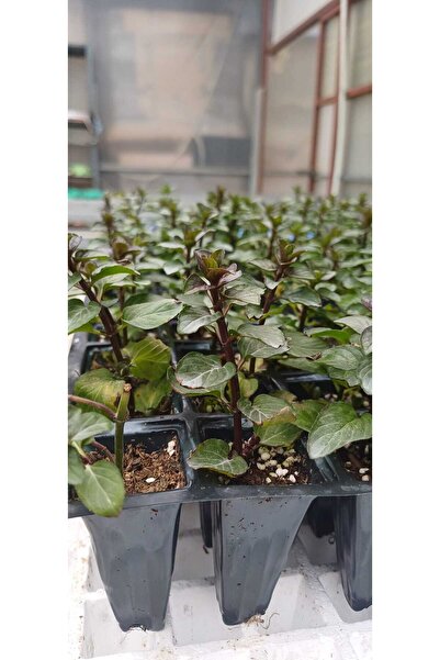 Fideon Mentol Nane Fidesi | Bahçe ve Saksıya Uygun – 6 Adet