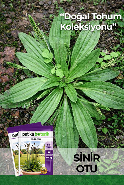 Patika Botanik 100 Adet Sinir Otu Tohumu (Plantago Lanceolata)