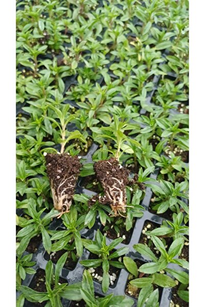 Fideon Zahter Kekik Fidesi | Bahçe ve Saksıya Uygun – 6 Adet