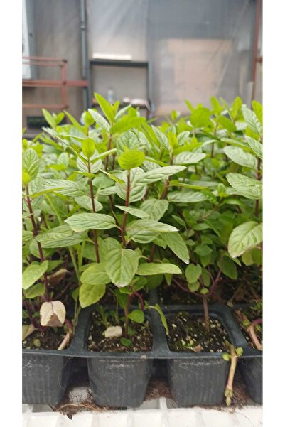 Fideon Temel Yeşillik Fidesi Seti | Maydanoz – Dereotu – Nane | 3’lü Set – 27...