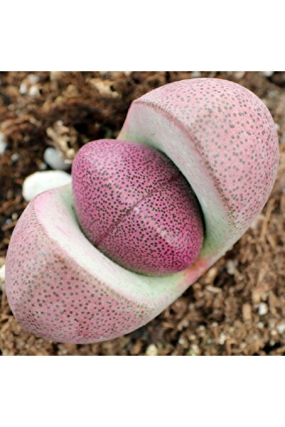 cantropikal lithops - Pleiospilos nelii 'Royal Flush' - Split Rock - 5,5. cm....