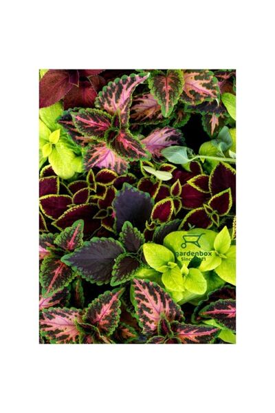 Mimoza Karışık Renk Yaprak Güzeli Kolyos Çiçeği 5 Adet Saksılı 10-15 cm