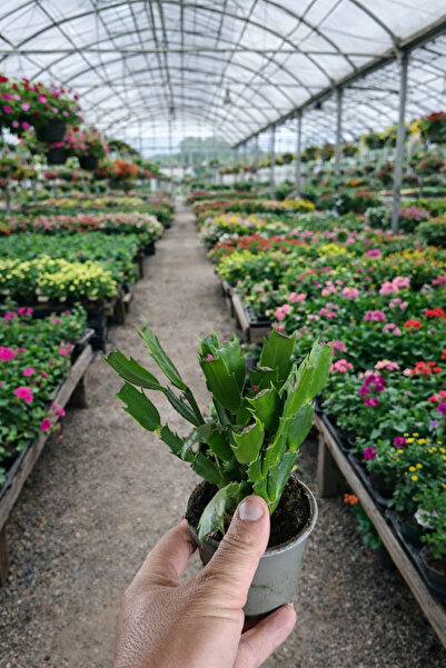 bitkidünyam 3 köklü yılbaşı çiçeği her bir ayrı renk paskalya bitkisi