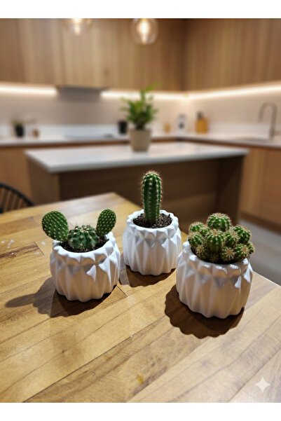 Alba Home Decor Dekoratif mini sukulent saksı Seti