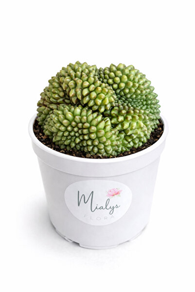 Mialys Kaktüs inermis kristat çok özel nadir büyük crested form - 10 cm saksıda