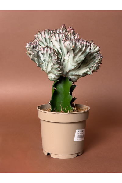 KUK PEYZAJ Aşılı Mercan Euphorbia (Euphorbia lactea f. cristata) – 20 cm – Me...