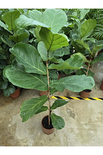 Ernaz Bitki Dünyası Ficus Lyrata (Keman Yapraklı Kauçuk) – Tek Köklü 50-100 cm