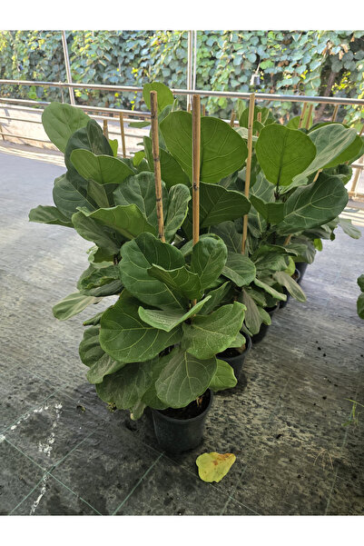 Ernaz Bitki Dünyası Ficus Lyrata (Keman Yapraklı Kauçuk) – İki Köklü 100-150 cm