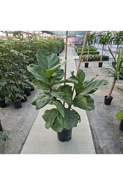 Ernaz Bitki Dünyası Ficus Lyrata (Keman Yapraklı Kauçuk) – İki Köklü 90-100 cm