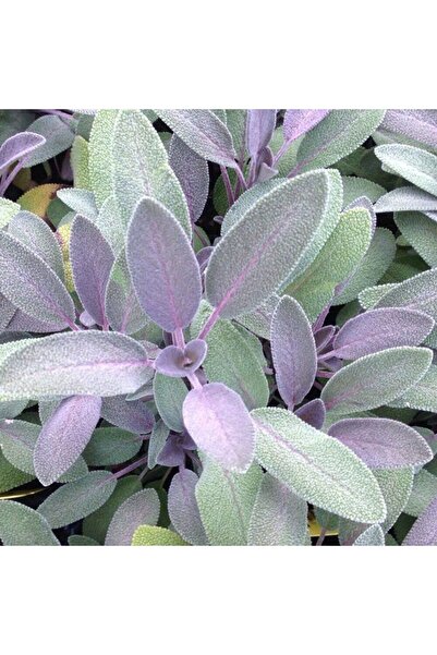 Mutlu Paket Purpurmantel Adaçayı Çiçeği Fidesi (2 Fide )