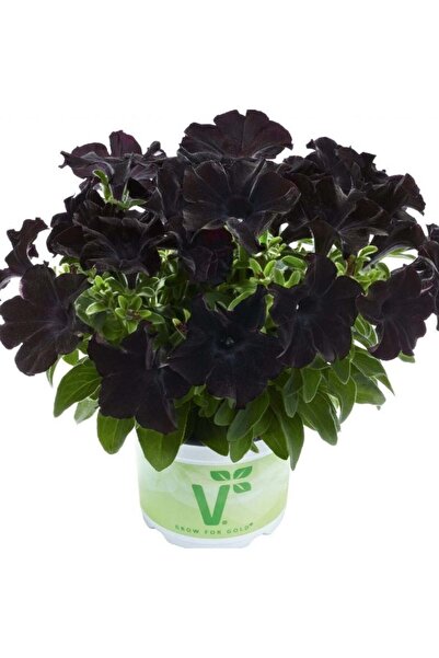 Mutlu Paket Petunia Atkinsiana Back To Black Siyah Petunya Çiçeği Fidesi (1 F...