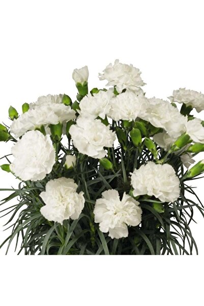 Mutlu Paket Kokulu Sweet Pleasure White Karanfil Çiçeği Fidesi (2 Fide)