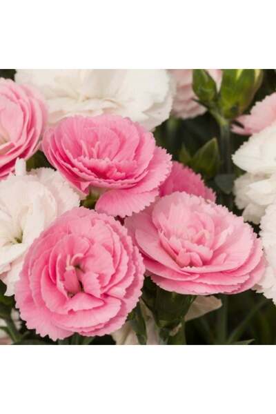 Mutlu Paket Pastel Renkler Sweet Pleasure Light Pink Kokulu Karanfil Fidesi (...