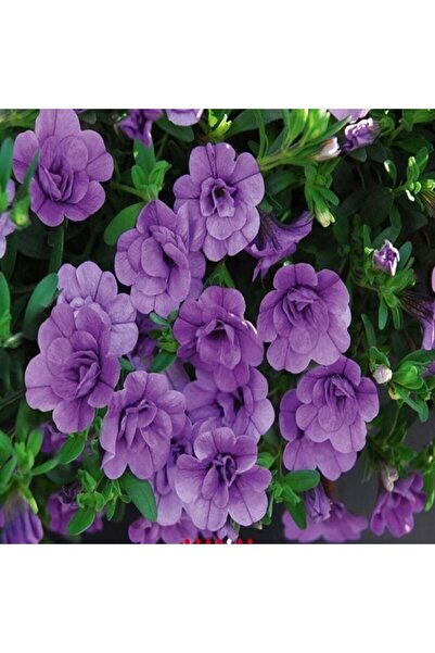 Mutlu Paket Katmerli Calita Double Sky Blue Calibrochoa Çiçeği Fidesi (1 Fide)
