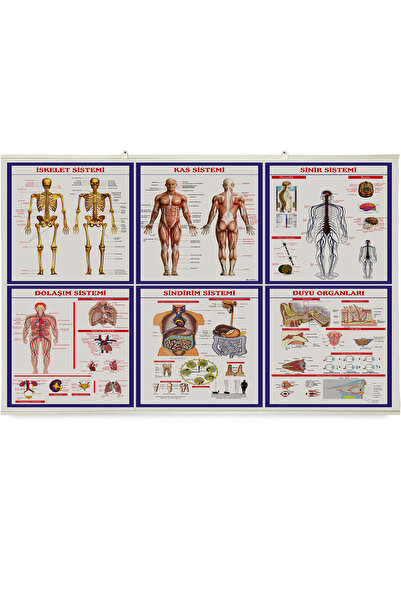 AND Anatomi Levhaları Toplu - Vinil / Branda Baskı (110x74 cm)