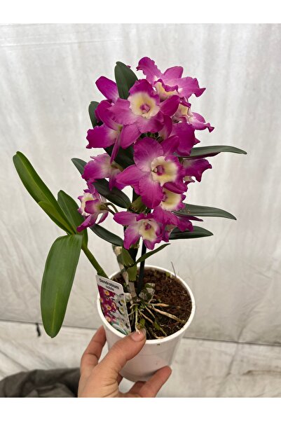 nazlı çiçekçilik Dendrobium nobile Bambu Orkide Mor