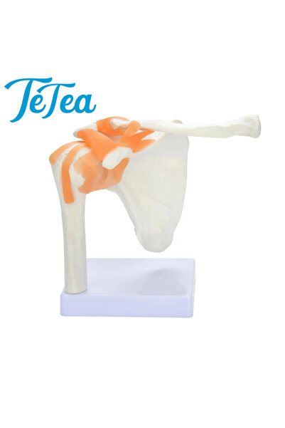 TeTea Anatomy cast Head, shoulder joint, scale 1:1