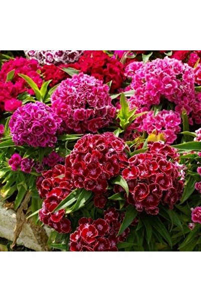 Sümer Tohum 10 Adet Hüsnüyusuf Çiçeği Tohumu