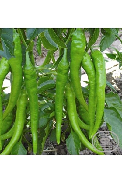 Sümer Tohum 20 Adet Yerli Doğal Demre Biber Tohumu