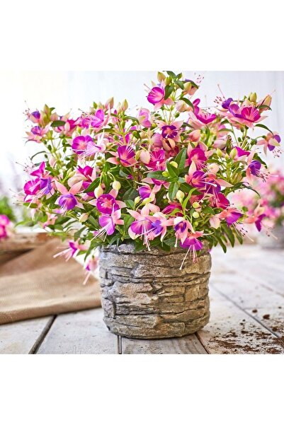 TacirDepo Rosy Violet 3 Renkli İri Çiçekli Küpe Çiçeği Fidesi (1 Adet)