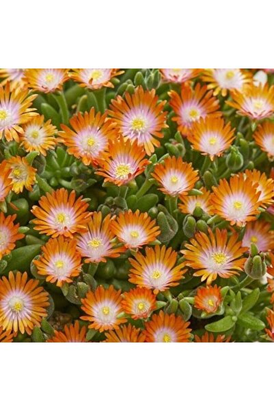 TacirDepo Yayılıcı Sarkıcı Delasporma Orange Buz Çiçeği Fidesi (2 Adet)