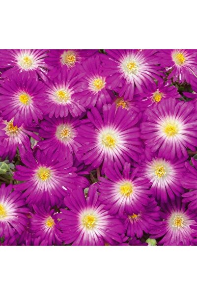 TacirDepo Yayılıcı Sarkıcı Delasporma Purple Buz Çiçeği Fidesi (2 Adet)