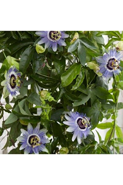TacirDepo Kolay Bakımı Olan Tüplü Passiflora Caerulea Mavi Çiçekli Passiflora...