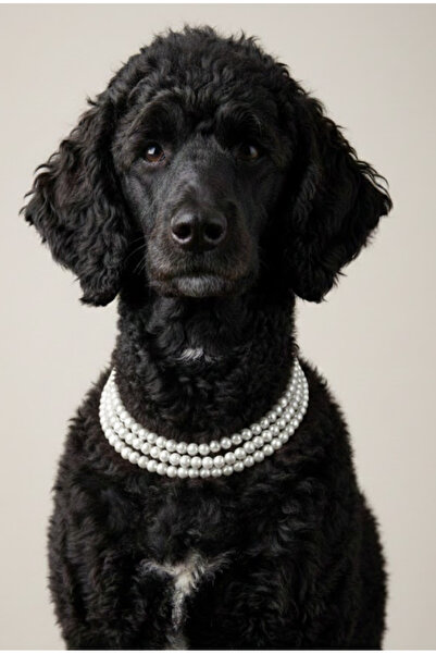 Stoneage قلادة للكلاب مزينة باللؤلؤ - طوق - سلسلة