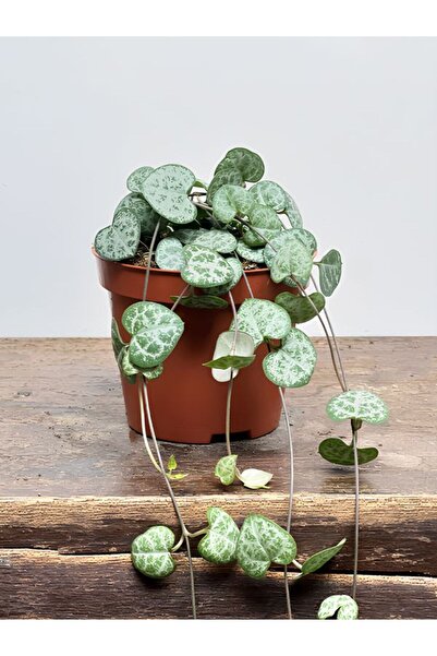 Bitkim Sende Canlı Kalp Kalbe Kalp Sarmaşığı String of Hearts 5,5 Saksı Minim...