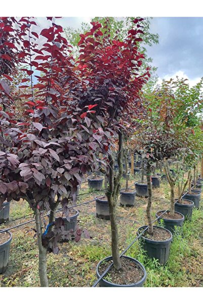 ÇANKIRI BOTANİK AŞILI 3 YAŞLI SÜS ERİĞİ 170-200 CM