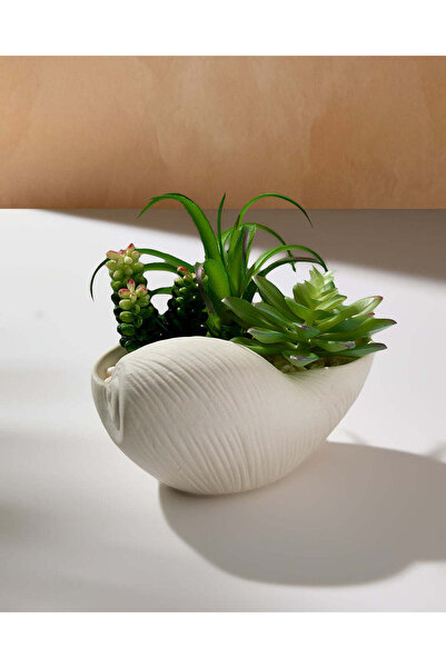 REDTAG Green Succulent In Seashell Pot